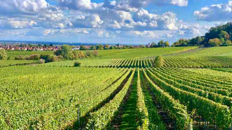 Vibrant vineyard rows under a blue sky in Wachenheim, Germany, showcasing autumn colors., tags: erntedankfest rheinland-pfalz der - pexel