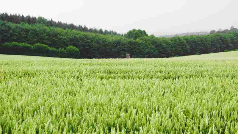 Expansive wheat field in rural Germany with a dense forest backdrop., tags: die - pexel