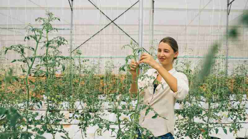 A woman tending to tomato plants inside a greenhouse, focusing on plant care., tags: woche landwirtschaft und frauen - pexel